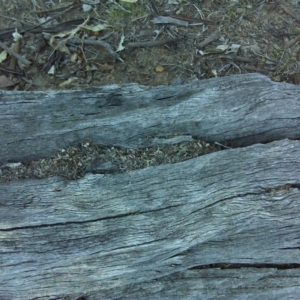 Papyrius nitidus at Symonston, ACT - suppressed