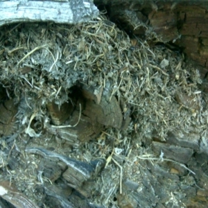 Papyrius nitidus at Symonston, ACT - suppressed