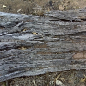 Papyrius nitidus at Symonston, ACT - suppressed