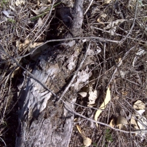 Papyrius nitidus at Symonston, ACT - suppressed