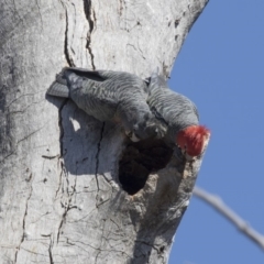 Callocephalon fimbriatum (Gang-gang Cockatoo) at Gossan Hill - 1 Oct 2018 by AlisonMilton