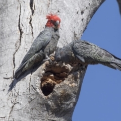 Callocephalon fimbriatum at Bruce, ACT - 2 Oct 2018