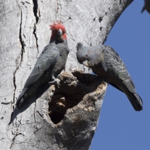 Callocephalon fimbriatum at Bruce, ACT - 2 Oct 2018