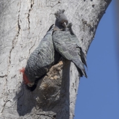 Callocephalon fimbriatum at Bruce, ACT - 2 Oct 2018