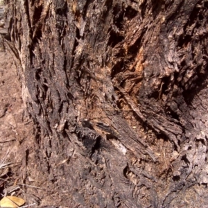 Papyrius nitidus at Symonston, ACT - suppressed