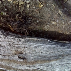 Papyrius nitidus (Shining Coconut Ant) at Callum Brae - 28 Sep 2018 by Mike