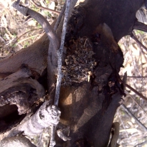 Papyrius nitidus at Jerrabomberra, ACT - 28 Sep 2018