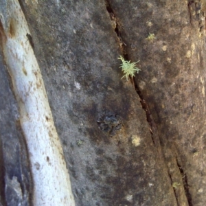 Papyrius nitidus at Jerrabomberra, ACT - suppressed