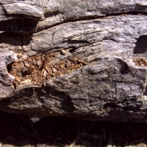 Papyrius nitidus at Jerrabomberra, ACT - 28 Sep 2018