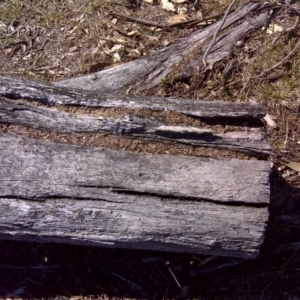 Papyrius nitidus at Jerrabomberra, ACT - suppressed