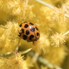 Harmonia conformis at Bruce, ACT - 2 Oct 2018