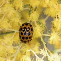 Harmonia conformis at Bruce, ACT - 2 Oct 2018