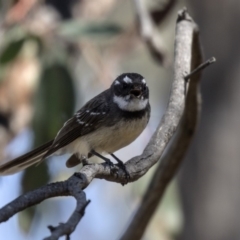Rhipidura albiscapa (Grey Fantail) at Aranda, ACT - 2 Oct 2018 by AlisonMilton