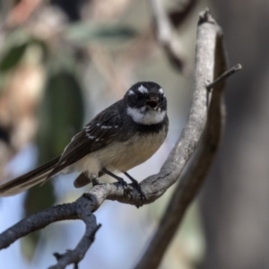 Rhipidura albiscapa at Aranda, ACT - 2 Oct 2018 11:15 AM