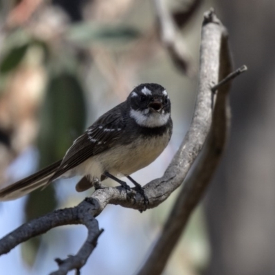 Rhipidura albiscapa (Grey Fantail) at Aranda, ACT - 2 Oct 2018 by AlisonMilton