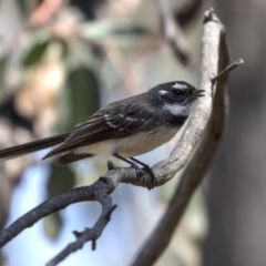 Rhipidura albiscapa at Aranda, ACT - 2 Oct 2018