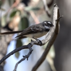 Rhipidura albiscapa at Aranda, ACT - 2 Oct 2018