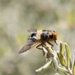 Microtropesa sp. (genus) (Tachinid fly) at Point 63 - 2 Oct 2018 by AlisonMilton