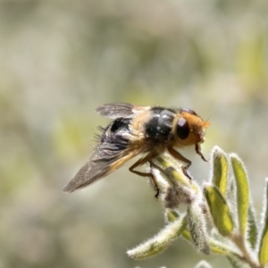 Microtropesa sp. (genus) at Point 63 - 2 Oct 2018 11:33 AM