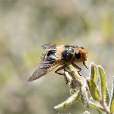 Microtropesa sp. (genus) (Tachinid fly) at Aranda, ACT - 2 Oct 2018 by Alison Milton