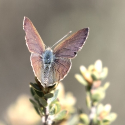 Erina hyacinthina (Varied Dusky-blue) at Aranda, ACT - 2 Oct 2018 by AlisonMilton