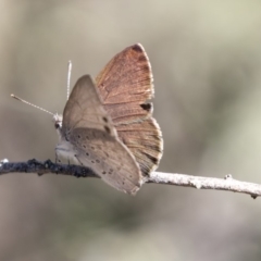 Erina hyacinthina at Aranda, ACT - 2 Oct 2018 11:24 AM