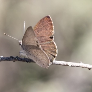 Erina hyacinthina at Aranda, ACT - 2 Oct 2018 11:24 AM