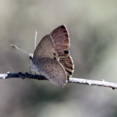 Erina hyacinthina at Aranda, ACT - 2 Oct 2018 11:24 AM