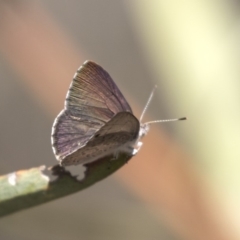 Erina hyacinthina at Aranda, ACT - 2 Oct 2018 11:24 AM