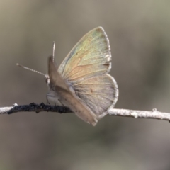 Erina hyacinthina at Aranda, ACT - 2 Oct 2018 11:24 AM