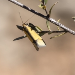 Philobota undescribed species near arabella (A concealer moth) at Aranda Bushland - 2 Oct 2018 by AlisonMilton