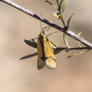 Philobota undescribed species near arabella at Aranda, ACT - 2 Oct 2018 11:57 AM