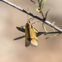 Philobota undescribed species near arabella at Aranda, ACT - 2 Oct 2018