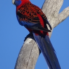 Platycercus elegans (Crimson Rosella) at Red Hill Nature Reserve - 30 Sep 2018 by roymcd