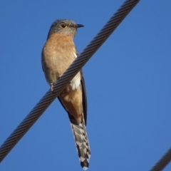 Cacomantis flabelliformis (Fan-tailed Cuckoo) at Garran, ACT - 1 Oct 2018 by roymcd