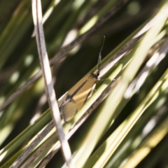 Philobota undescribed species near arabella (A concealer moth) at Michelago, NSW - 1 Oct 2018 by Illilanga