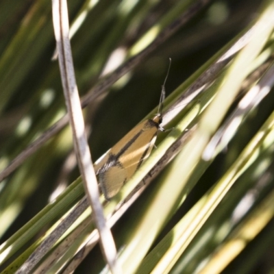 Philobota undescribed species near arabella (A concealer moth) at Michelago, NSW - 1 Oct 2018 by Illilanga