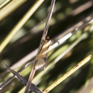 Philobota undescribed species near arabella at Michelago, NSW - 1 Oct 2018