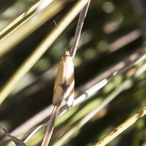 Philobota undescribed species near arabella at Michelago, NSW - 1 Oct 2018