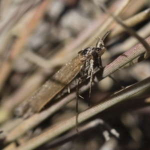 Oecophoridae (family) at Michelago, NSW - 21 Jun 2018