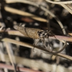 Oecophoridae (family) at Michelago, NSW - 21 Jun 2018