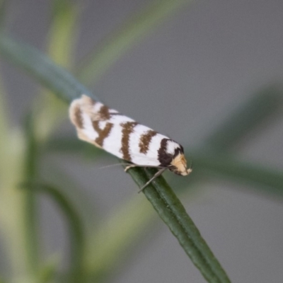 Linosticha cyclophragma (A Concealer moth (Wingia group)) at Illilanga & Baroona - 17 Jan 2018 by Illilanga