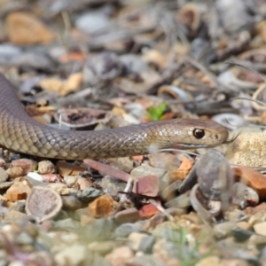 Pseudonaja textilis at Acton, ACT - 2 Oct 2018