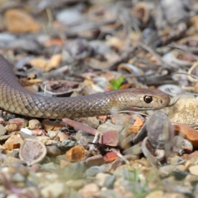 Pseudonaja textilis (Eastern Brown Snake) at ANBG - 2 Oct 2018 by TimL