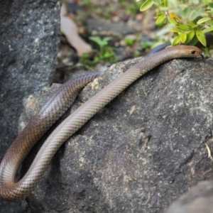 Pseudonaja textilis at Acton, ACT - 2 Oct 2018