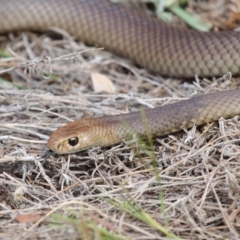 Pseudonaja textilis at Acton, ACT - 2 Oct 2018