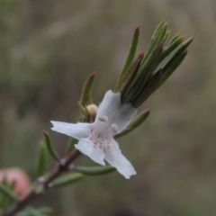 Westringia eremicola (Slender Western Rosemary) at Bullen Range - 22 Sep 2018 by michaelb