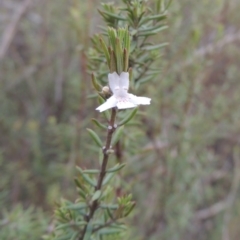 Westringia eremicola at Bullen Range - 22 Sep 2018