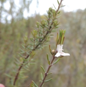 Westringia eremicola at Bullen Range - 22 Sep 2018