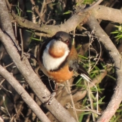 Acanthorhynchus tenuirostris (Eastern Spinebill) at Bullen Range - 22 Sep 2018 by MichaelBedingfield